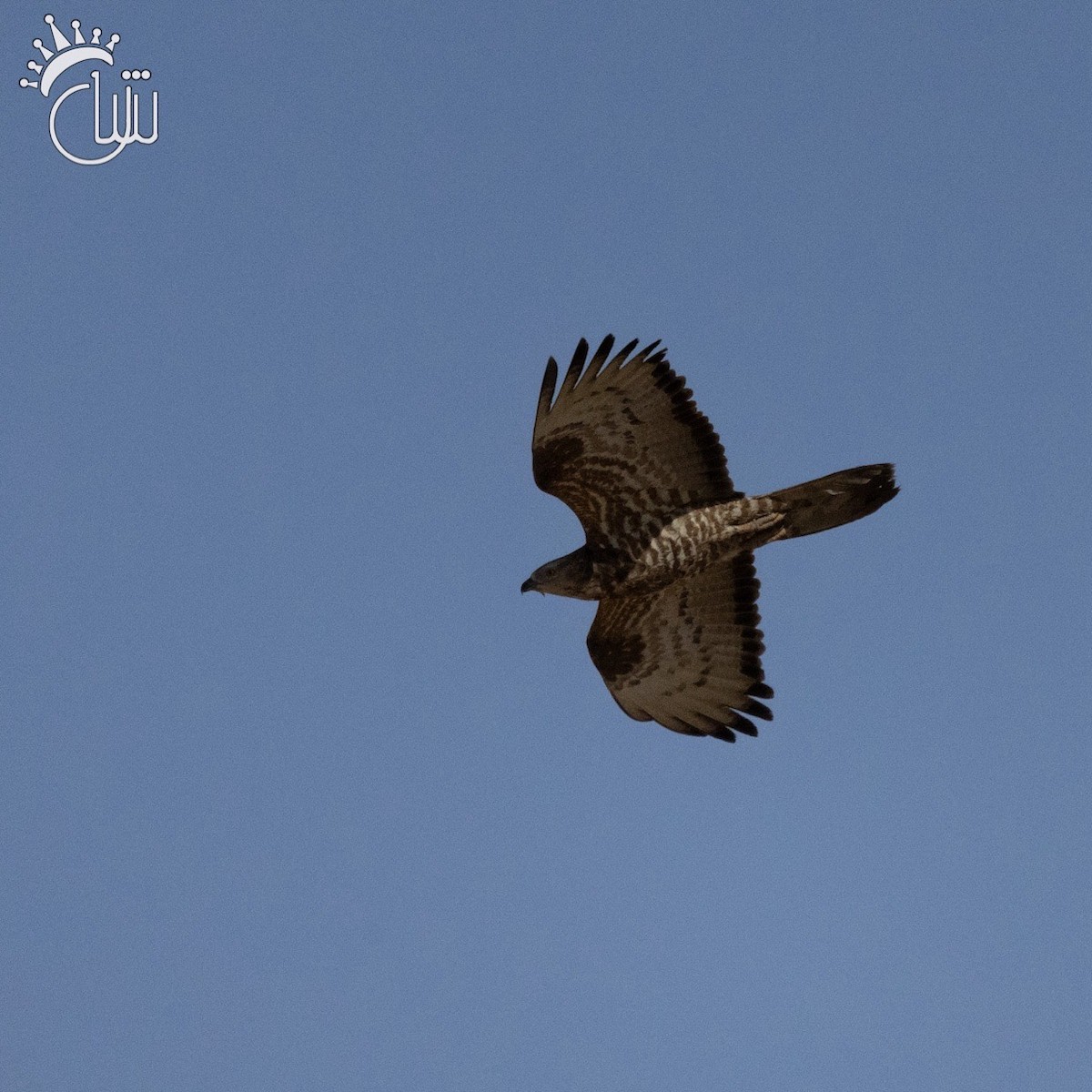 European Honey-buzzard - ML623906881