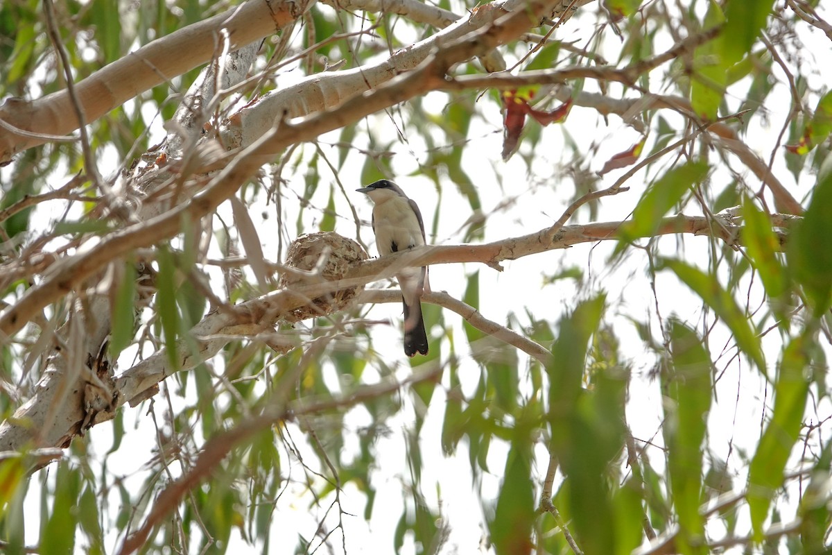 Paperbark Flycatcher - ML623906882