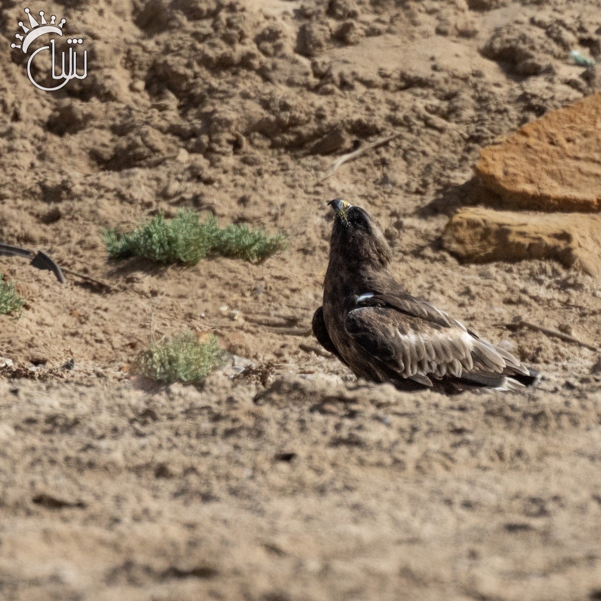 Booted Eagle - ML623906883