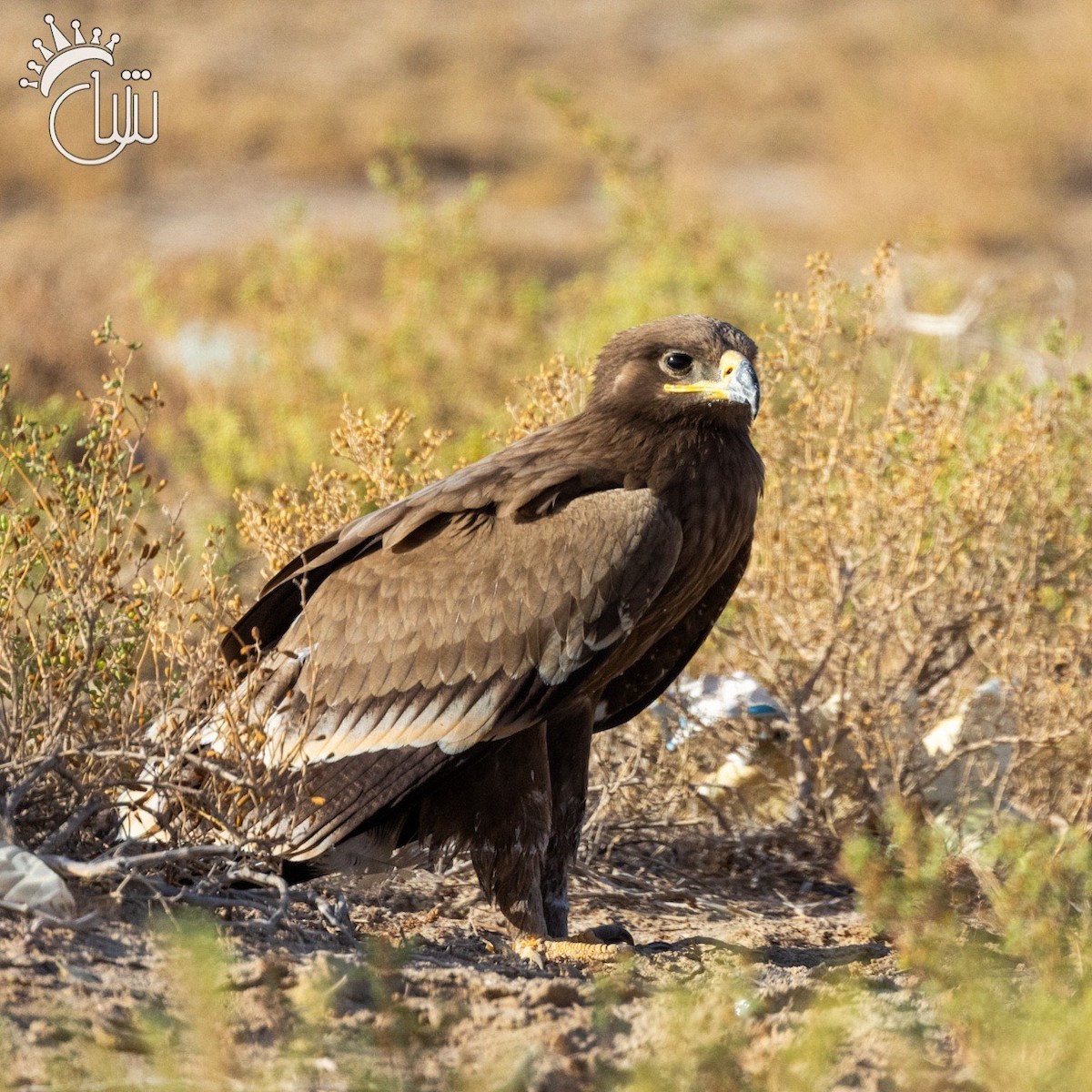 Steppe Eagle - ML623906885