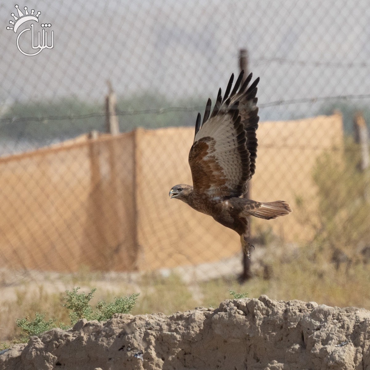 Common Buzzard (Steppe) - ML623906887