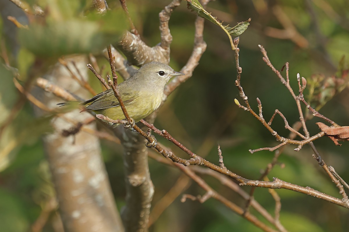 Orange-crowned Warbler - ML623906888