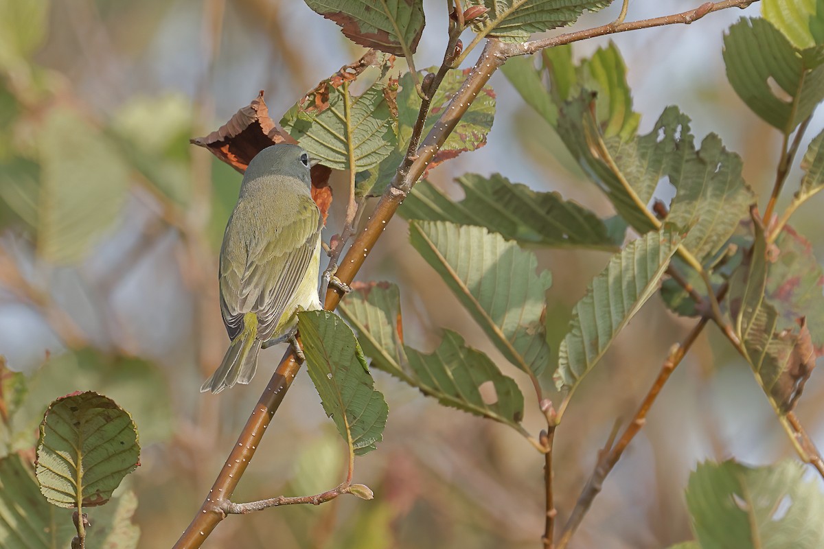 Orange-crowned Warbler - ML623906889