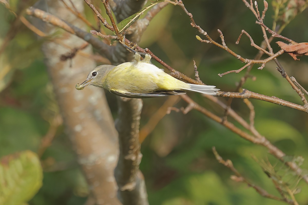 Orange-crowned Warbler - ML623906890