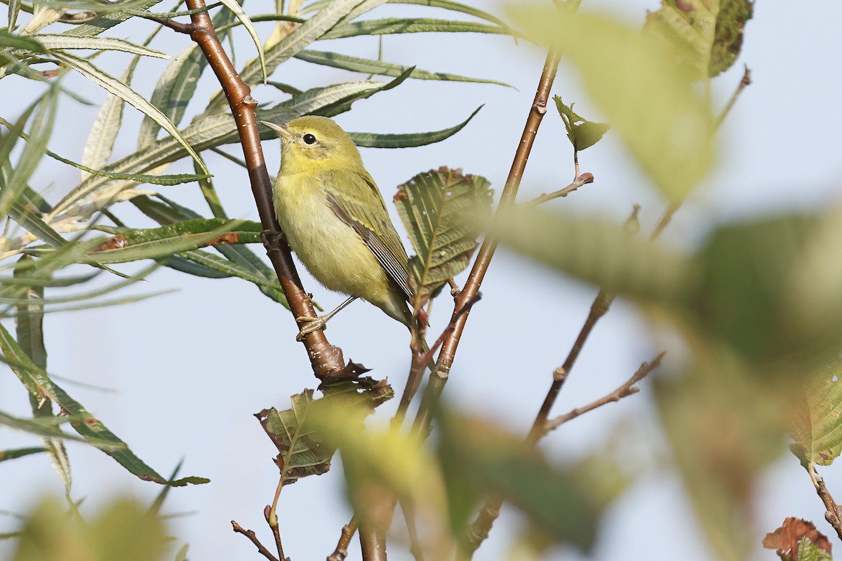 Tennessee Warbler - ML623906892