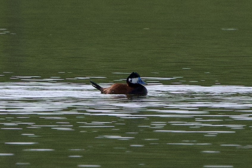 Ruddy Duck - ML623906901