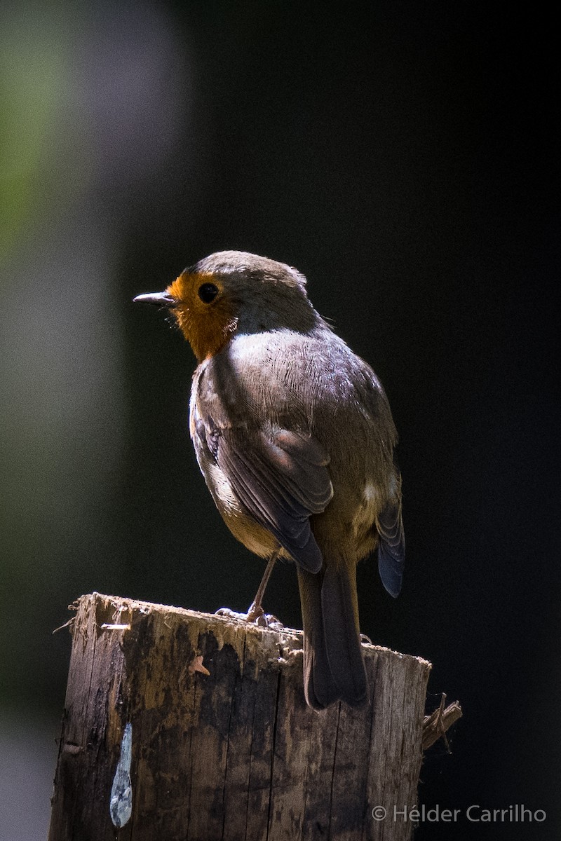 European Robin - Hélder Carrilho