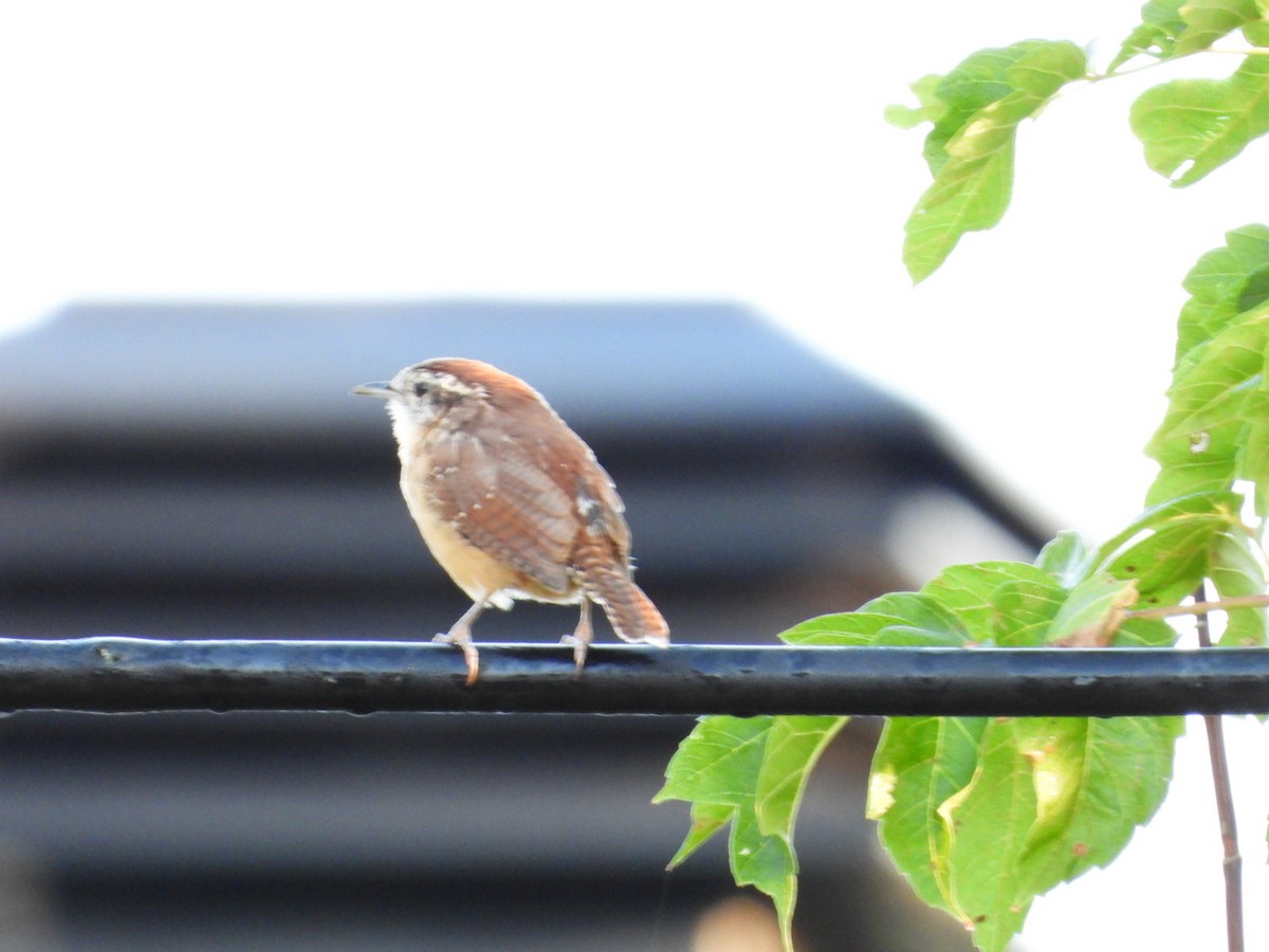 Carolina Wren - ML623906919