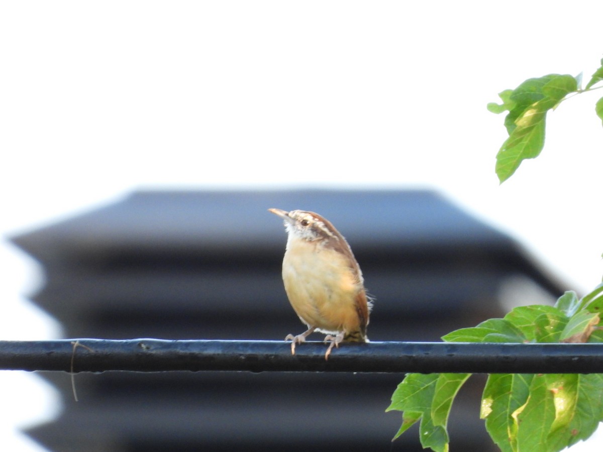 Carolina Wren - ML623906920