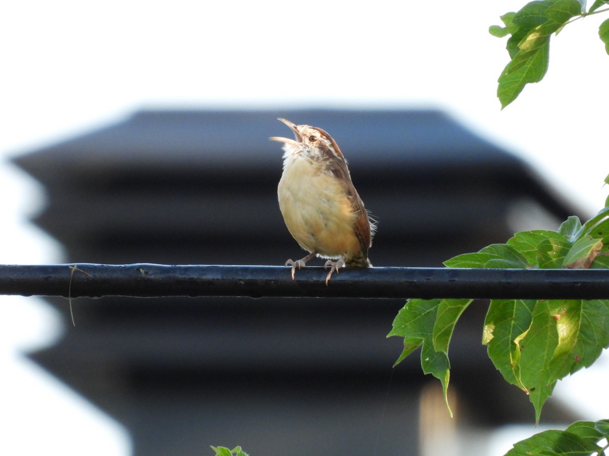 Carolina Wren - ML623906921
