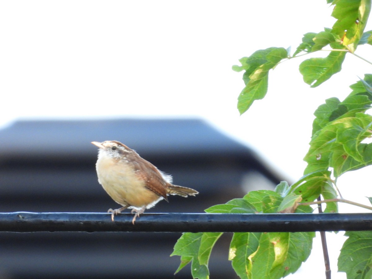 Carolina Wren - ML623906922