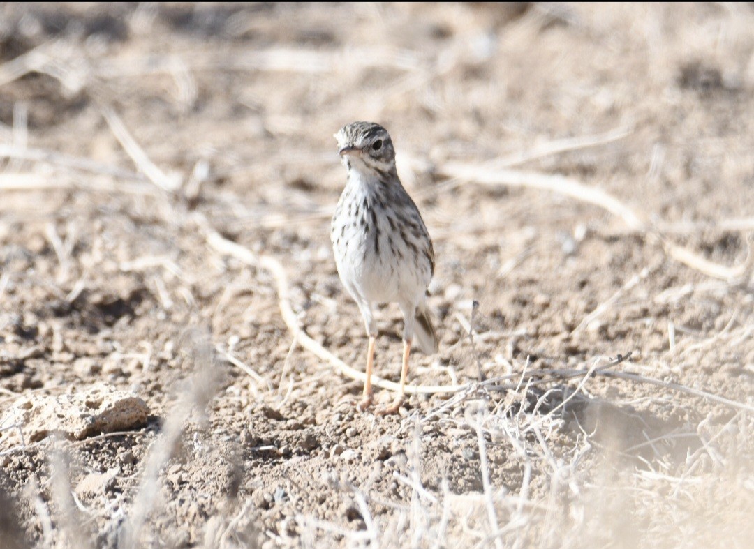 Berthelot's Pipit - ML623906935