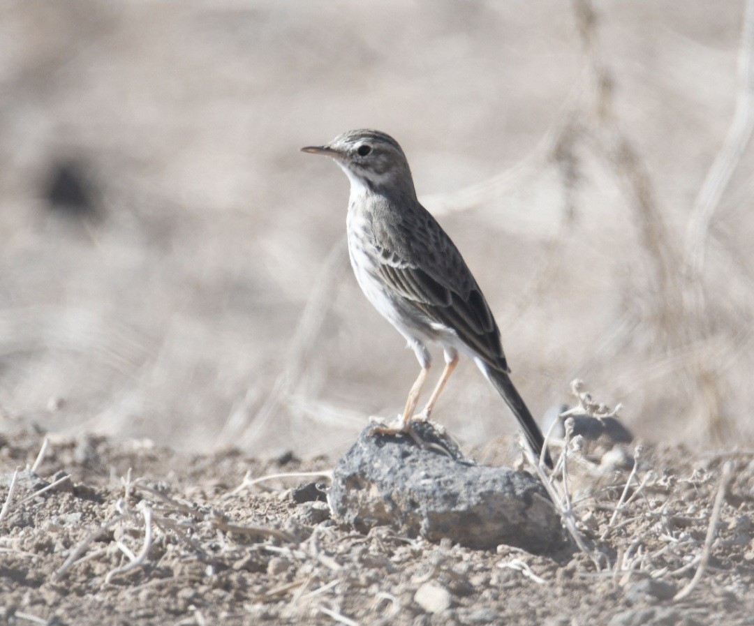 Berthelot's Pipit - ML623906936