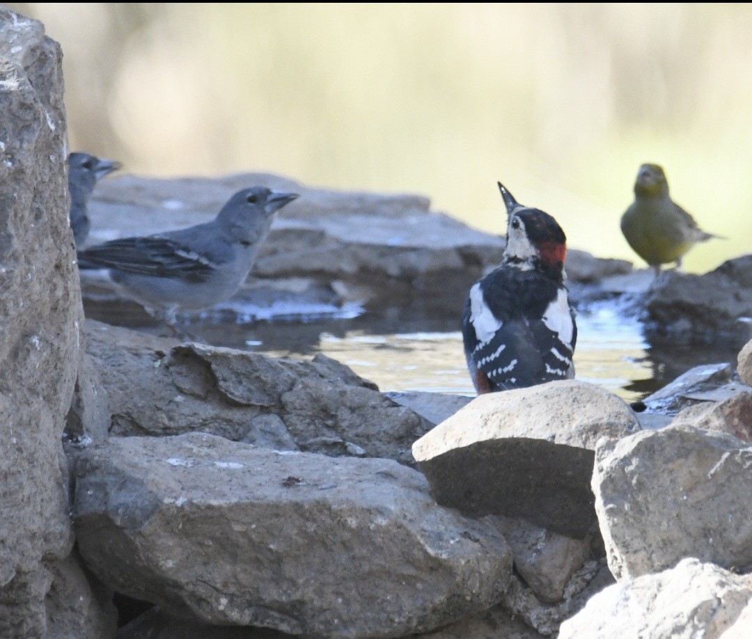 Great Spotted Woodpecker - ML623906945