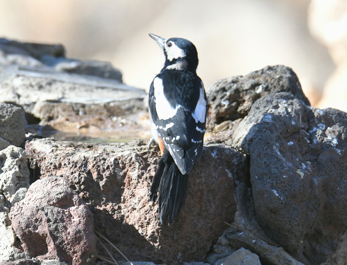 Great Spotted Woodpecker - ML623906951