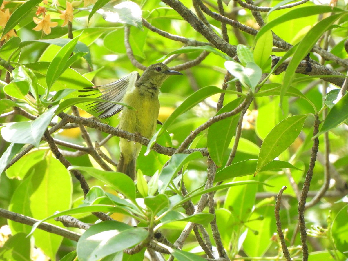 Brown-throated Sunbird - ML623906952