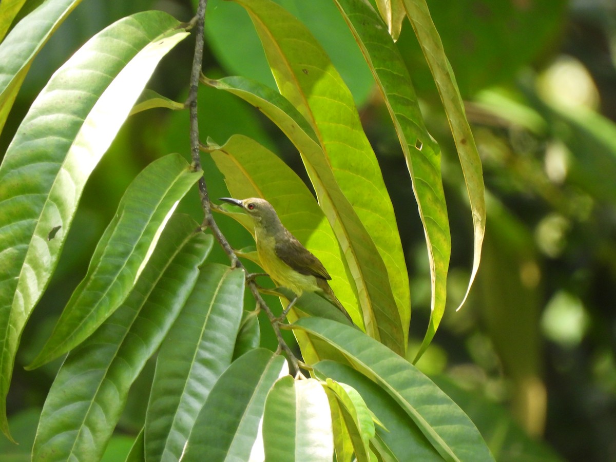 Brown-throated Sunbird - ML623906953