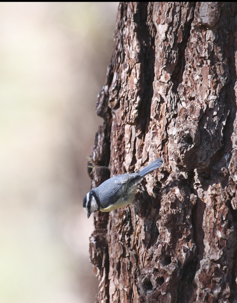 African Blue Tit - ML623906955