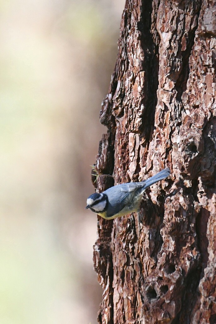 African Blue Tit - ML623906956