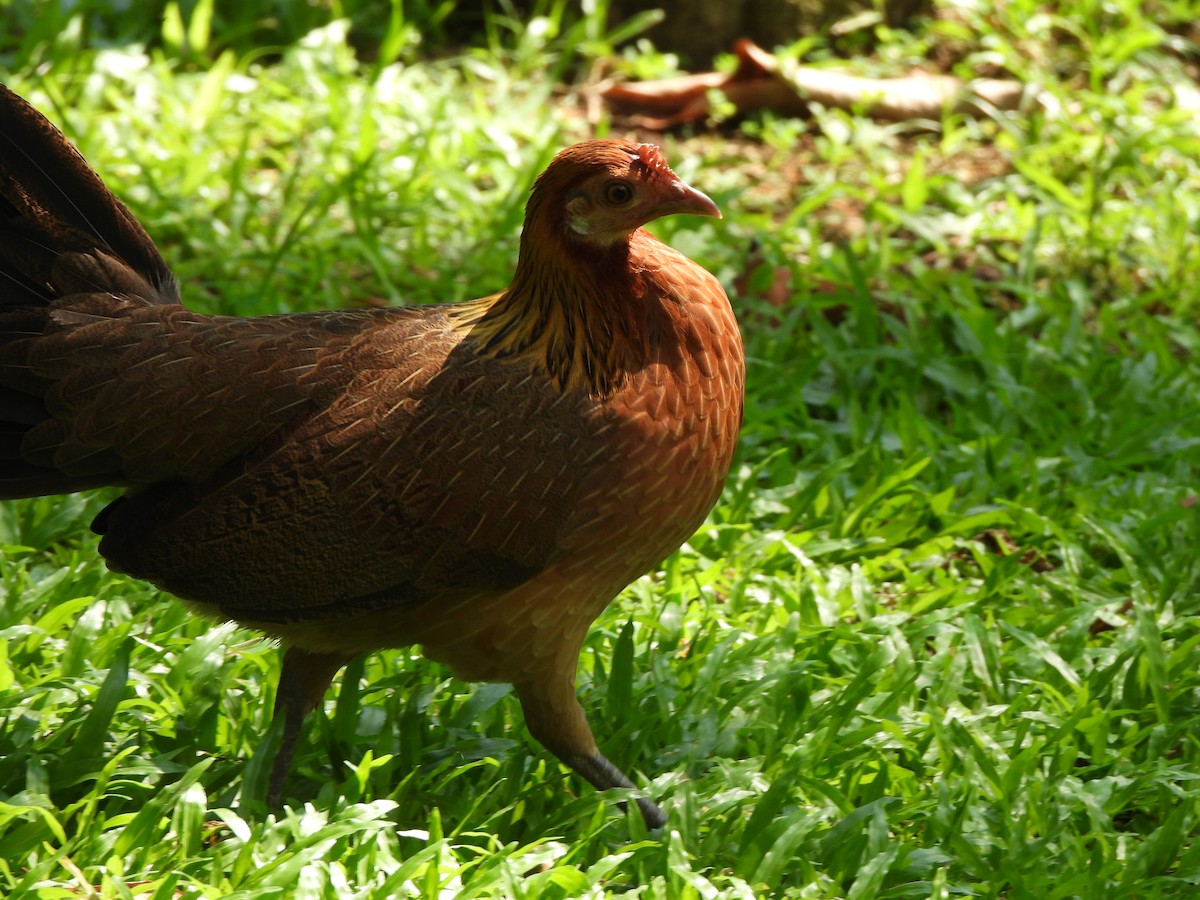 Red Junglefowl - ML623906961