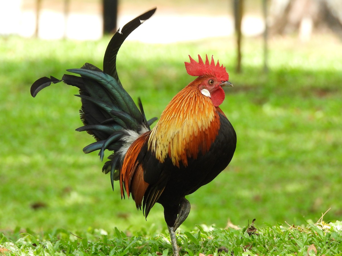 Red Junglefowl - ML623906972