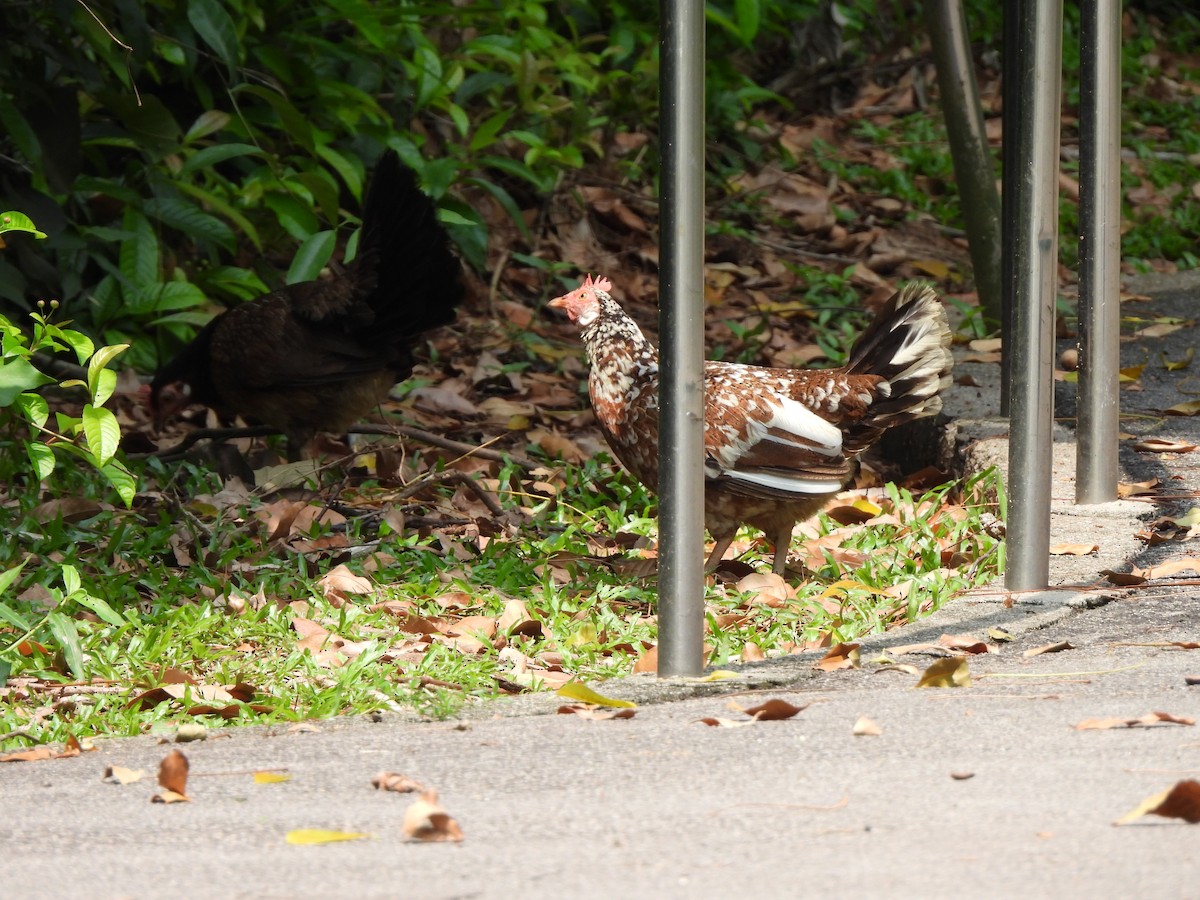 Red Junglefowl (Domestic type) - ML623906974