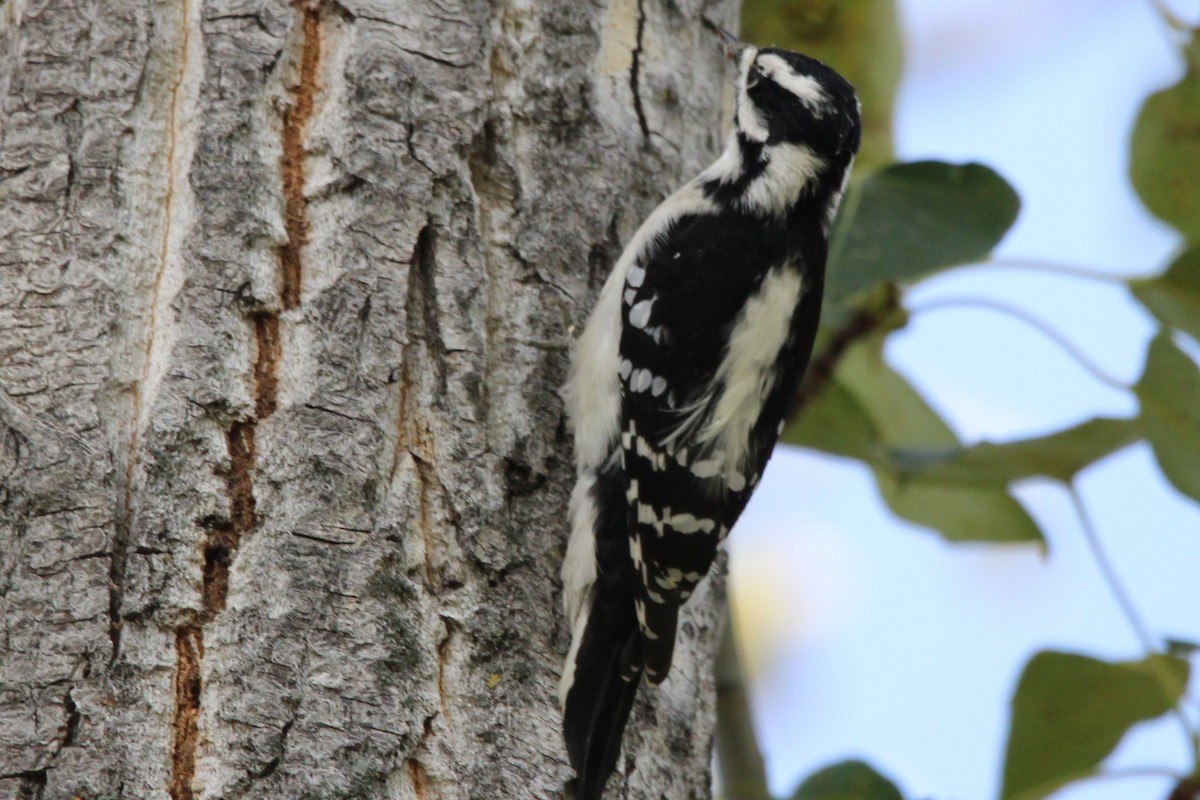 Downy Woodpecker - ML623906985