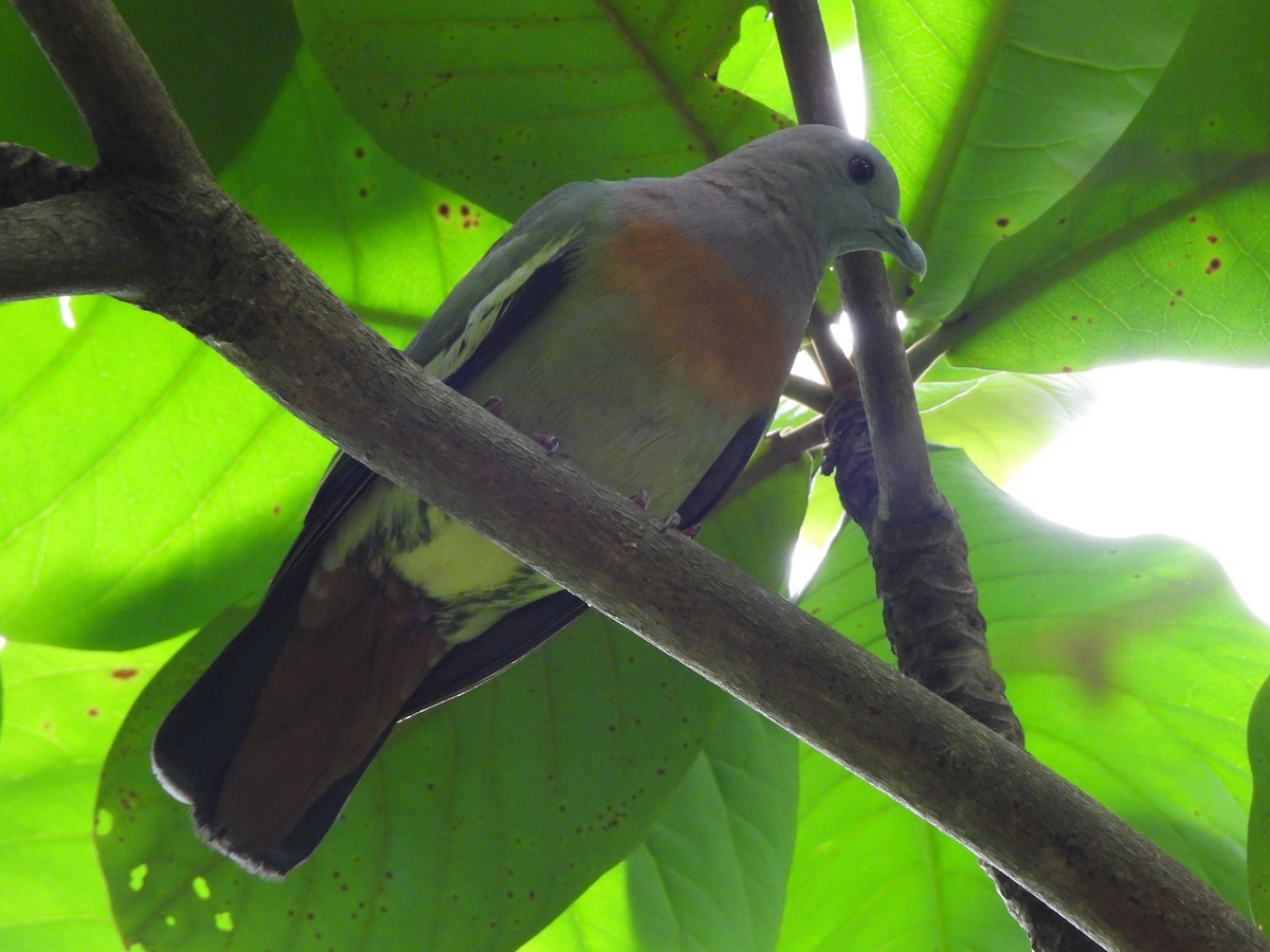 Pink-necked Green-Pigeon - ML623906993