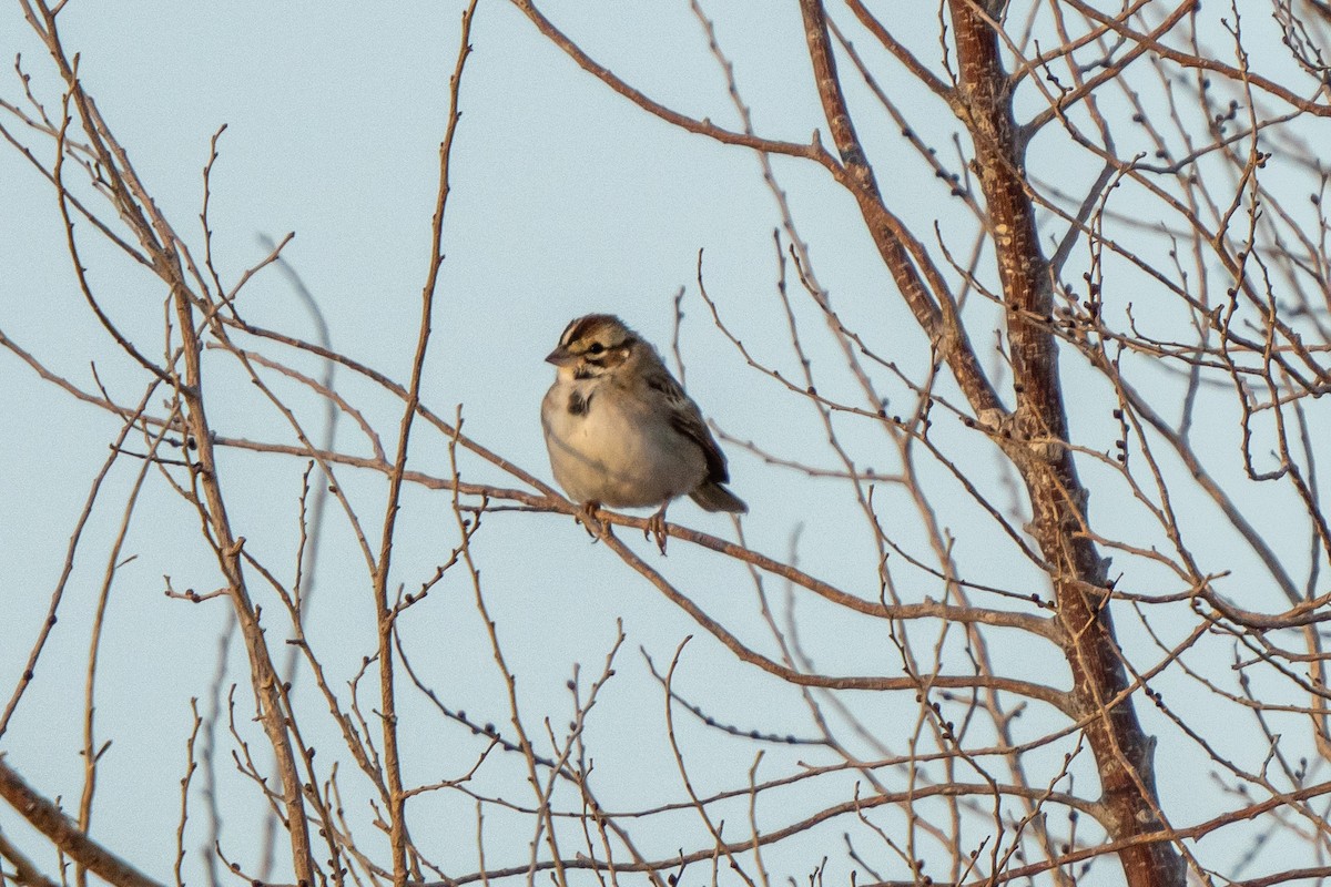 Clay-colored Sparrow - ML623907025