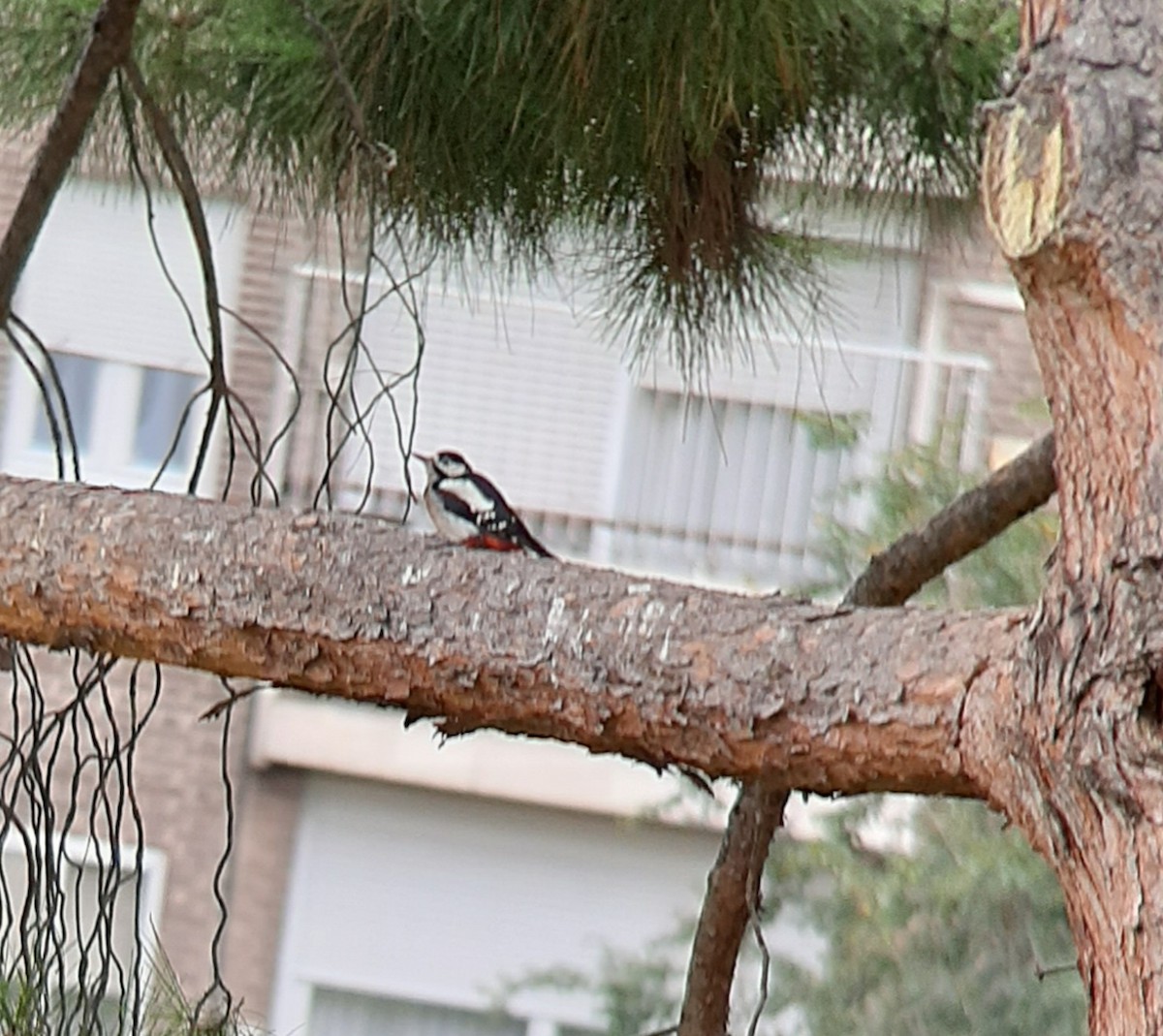 Great Spotted Woodpecker - ML623907031