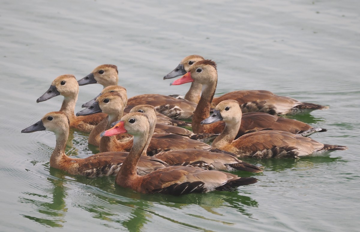 Black-bellied Whistling-Duck - ML623907044