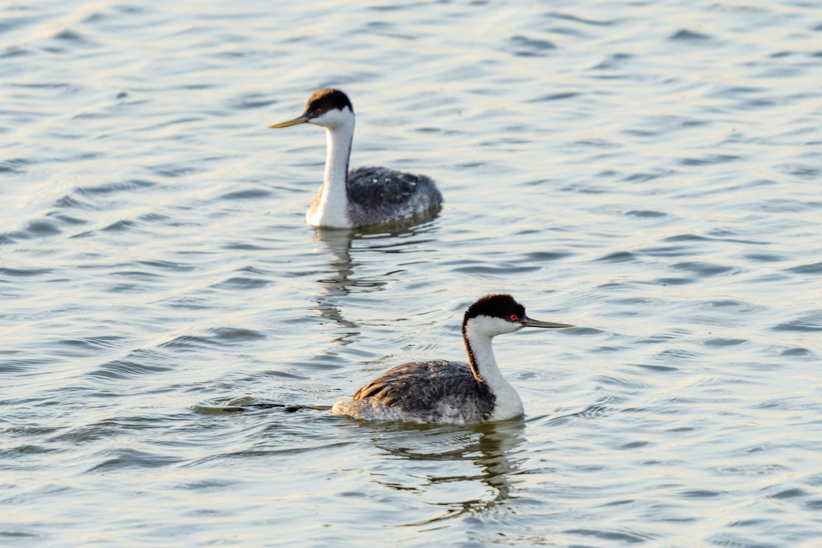 Western Grebe - Tim Horvath