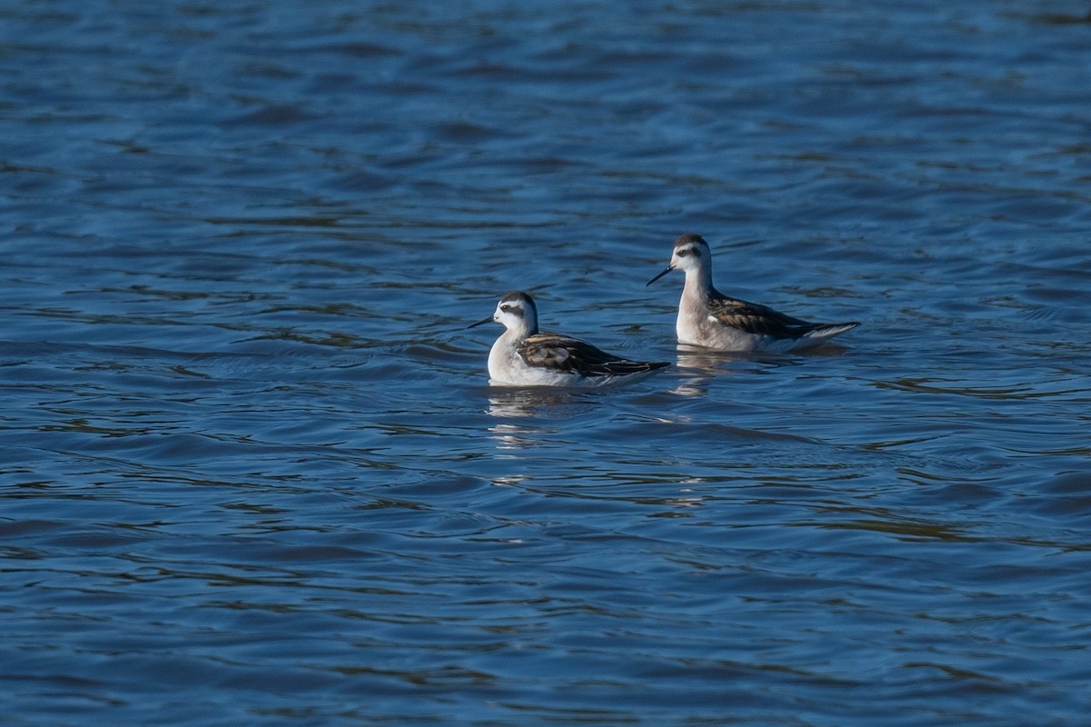 Red-necked Phalarope - ML623907050