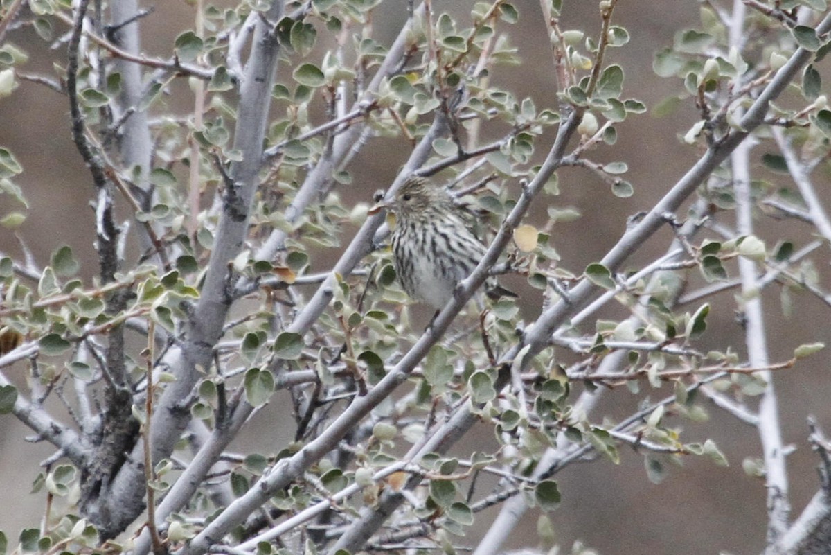 Pine Siskin - ML623907053