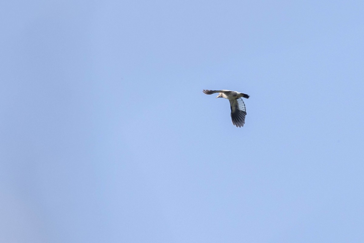 Red-headed Woodpecker - ML623907057