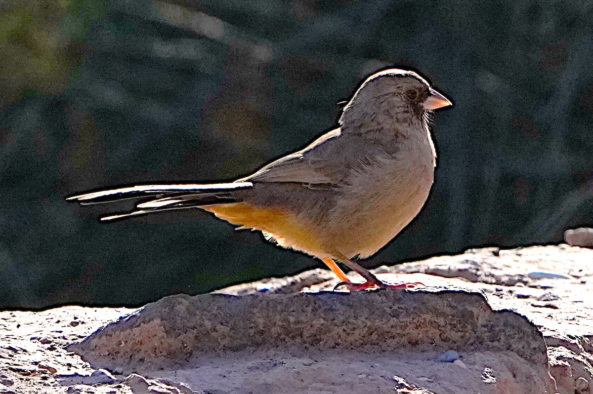 Abert's Towhee - ML623907058