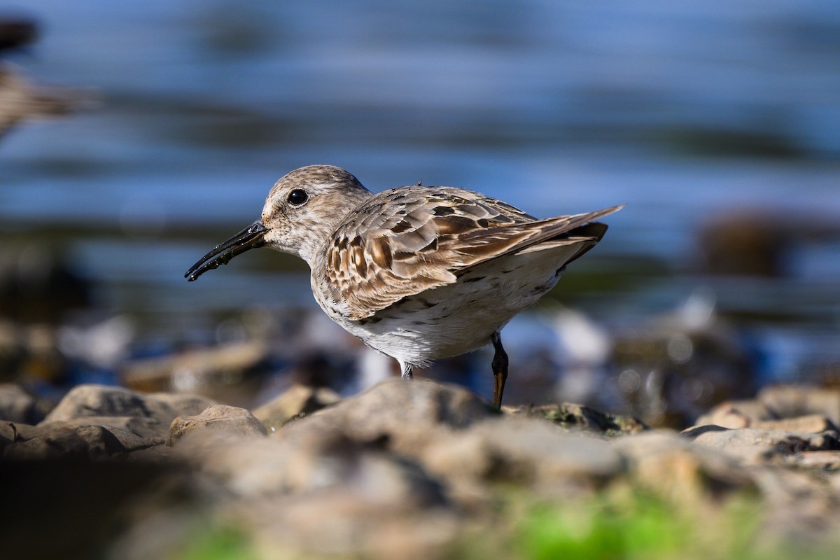 White-rumped Sandpiper - ML623907061