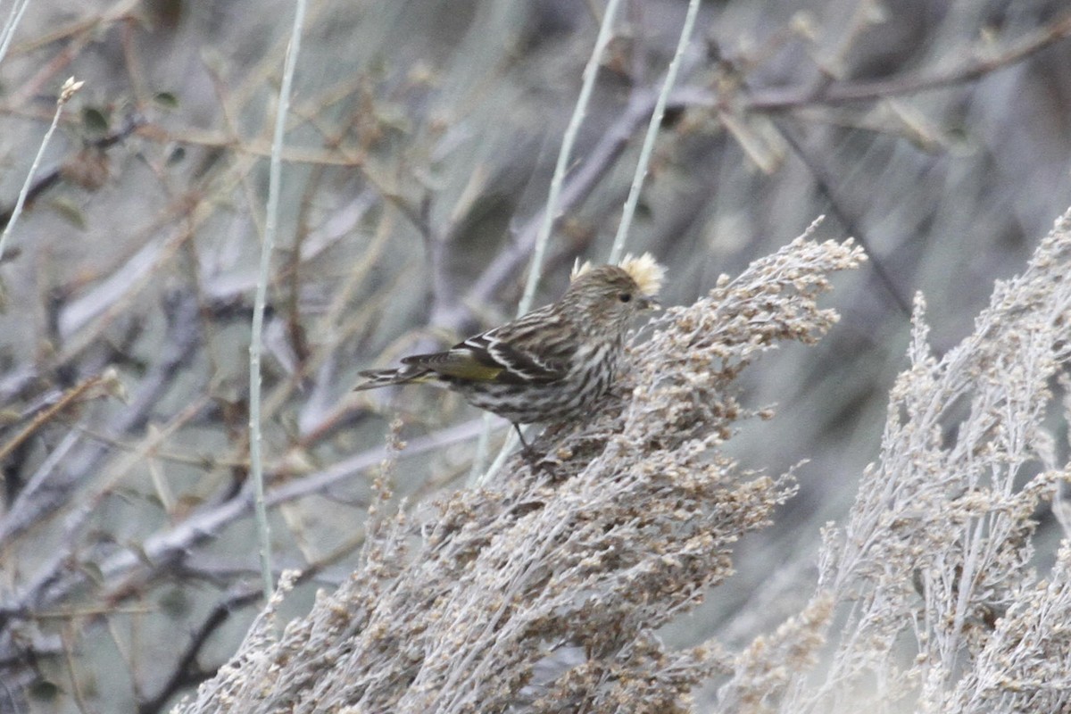 Pine Siskin - ML623907062