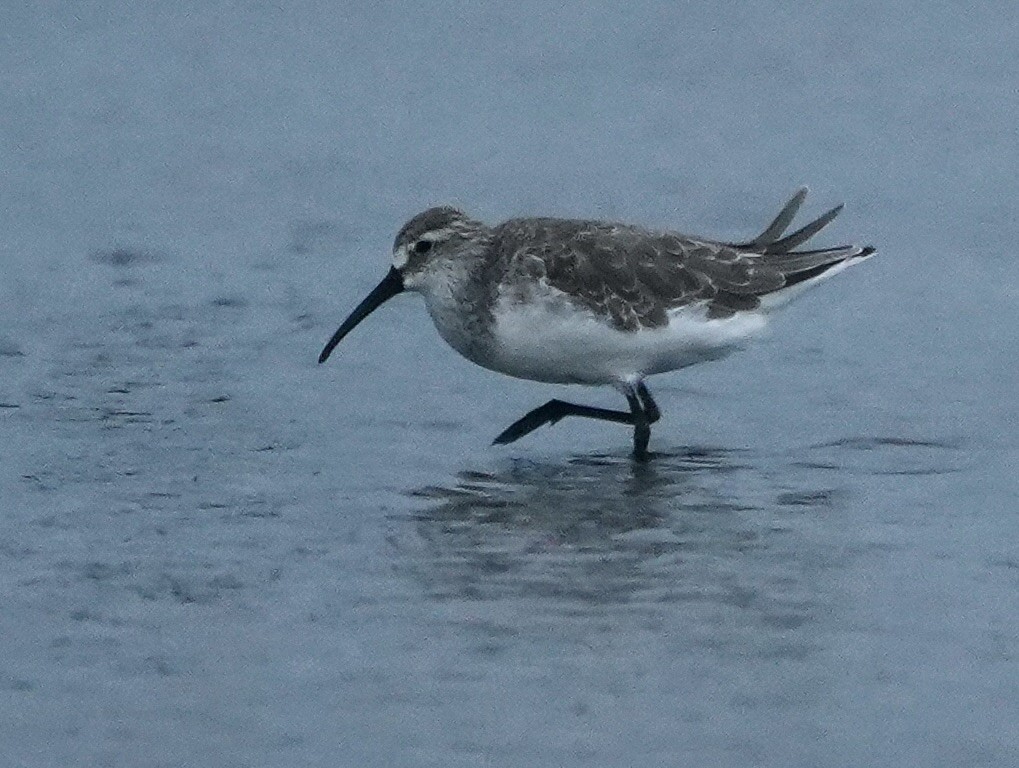 Broad-billed Sandpiper - paul griffin