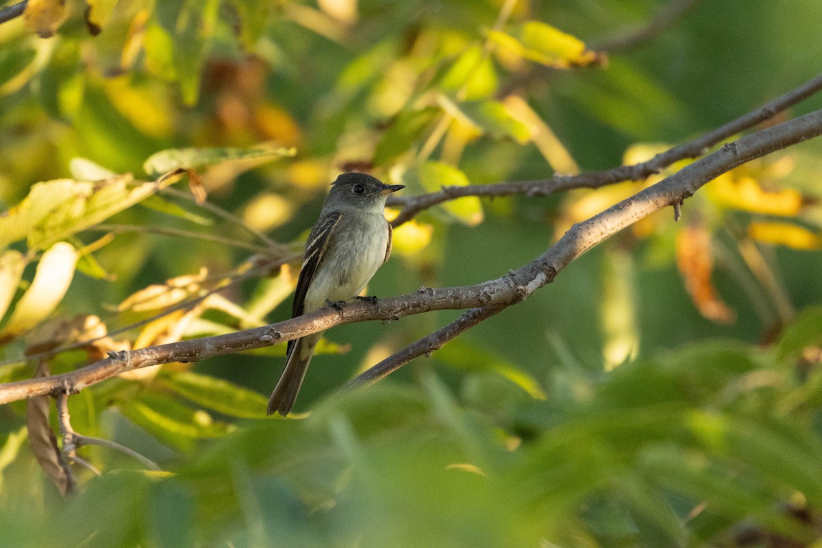 Eastern Wood-Pewee - ML623907064