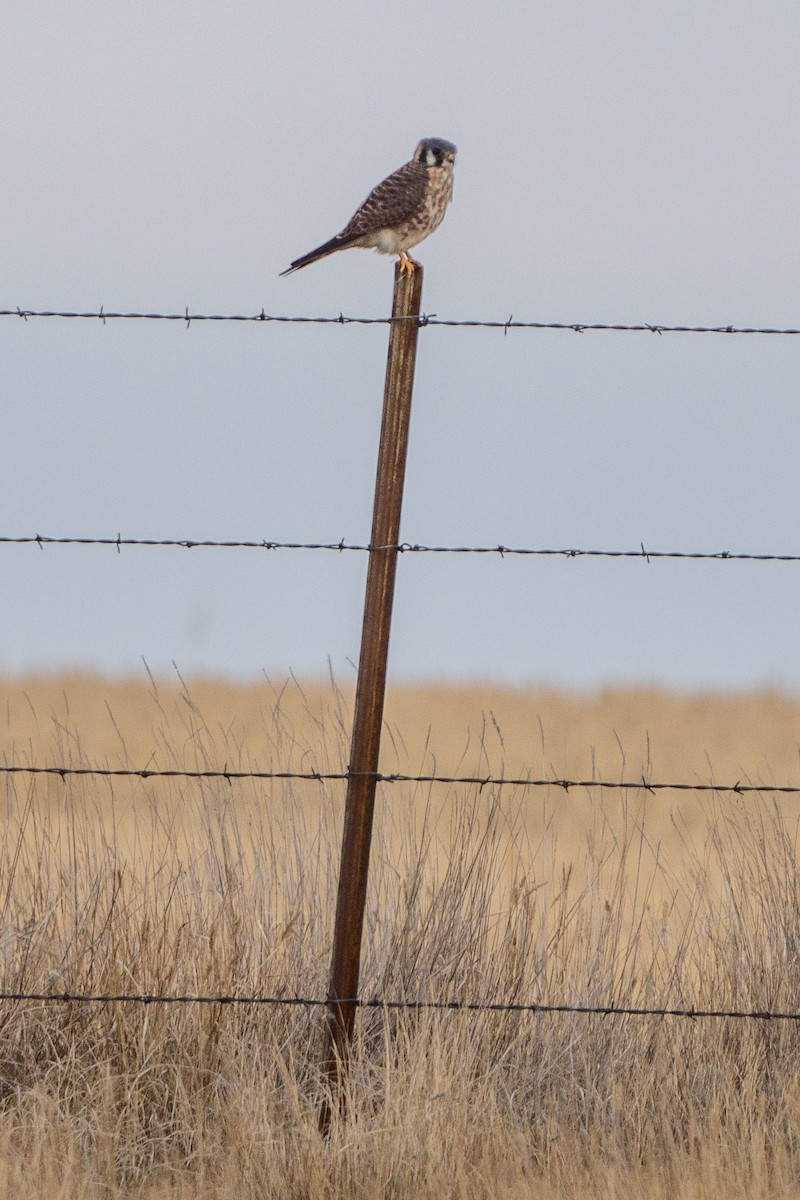 American Kestrel - ML623907065