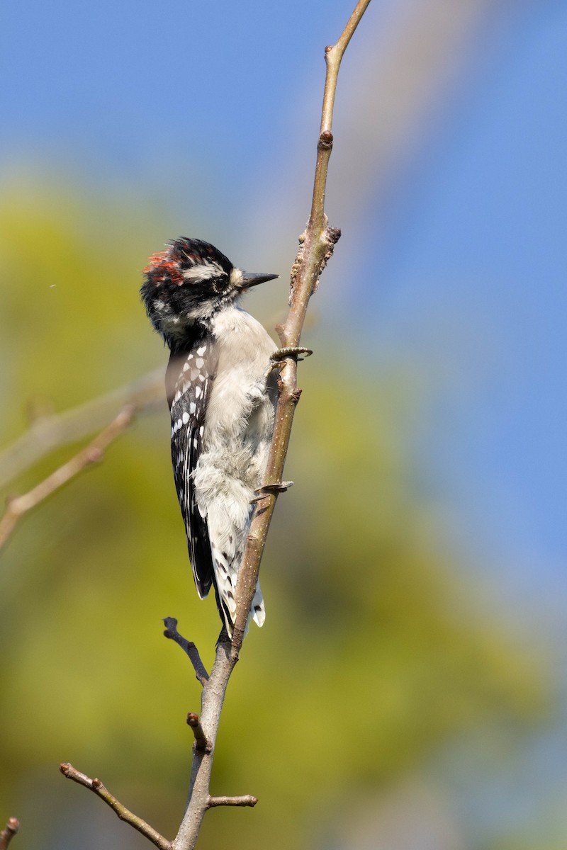 Downy Woodpecker - ML623907075