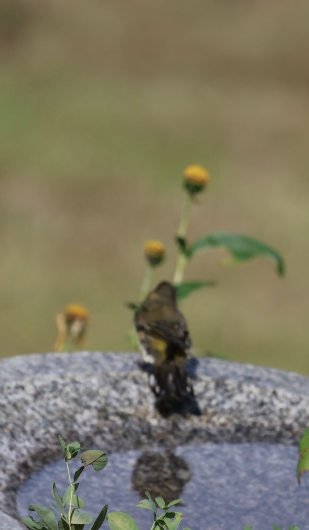 Yellow-rumped Warbler (Myrtle) - ML623907092