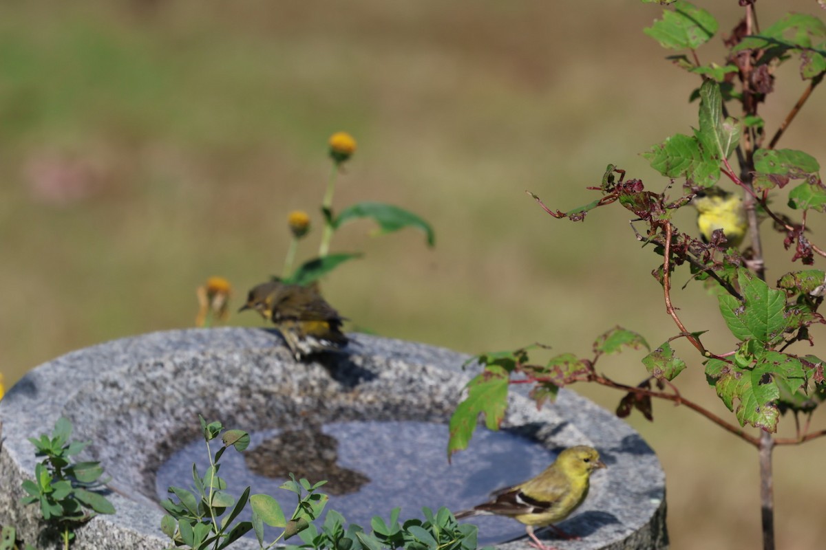 Yellow-rumped Warbler (Myrtle) - ML623907093