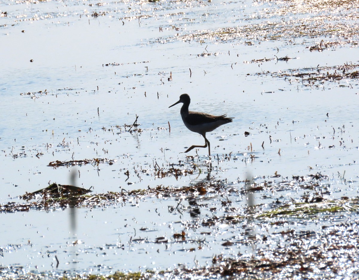 Greater Yellowlegs - ML623907094