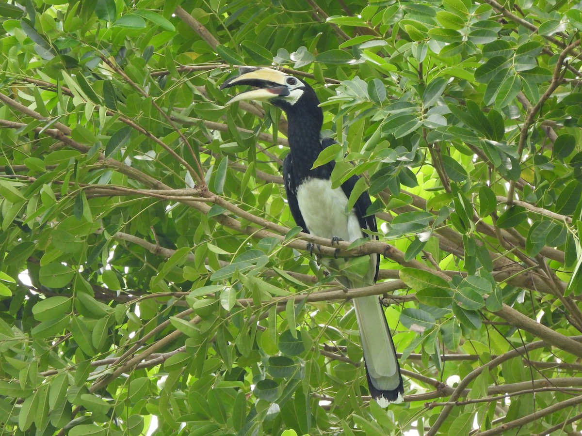 Oriental Pied-Hornbill - ML623907097