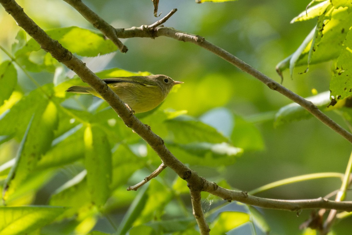 Nashville Warbler - Benjamin Griffith