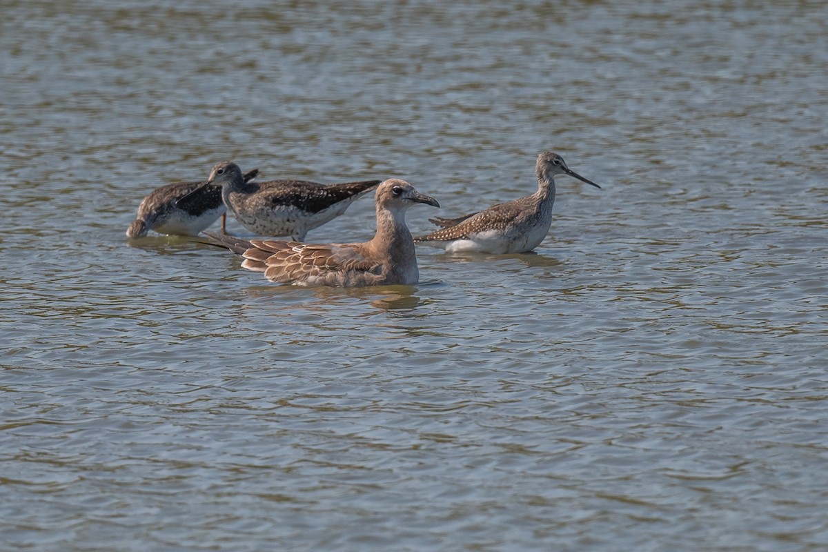 Laughing Gull - ML623907099