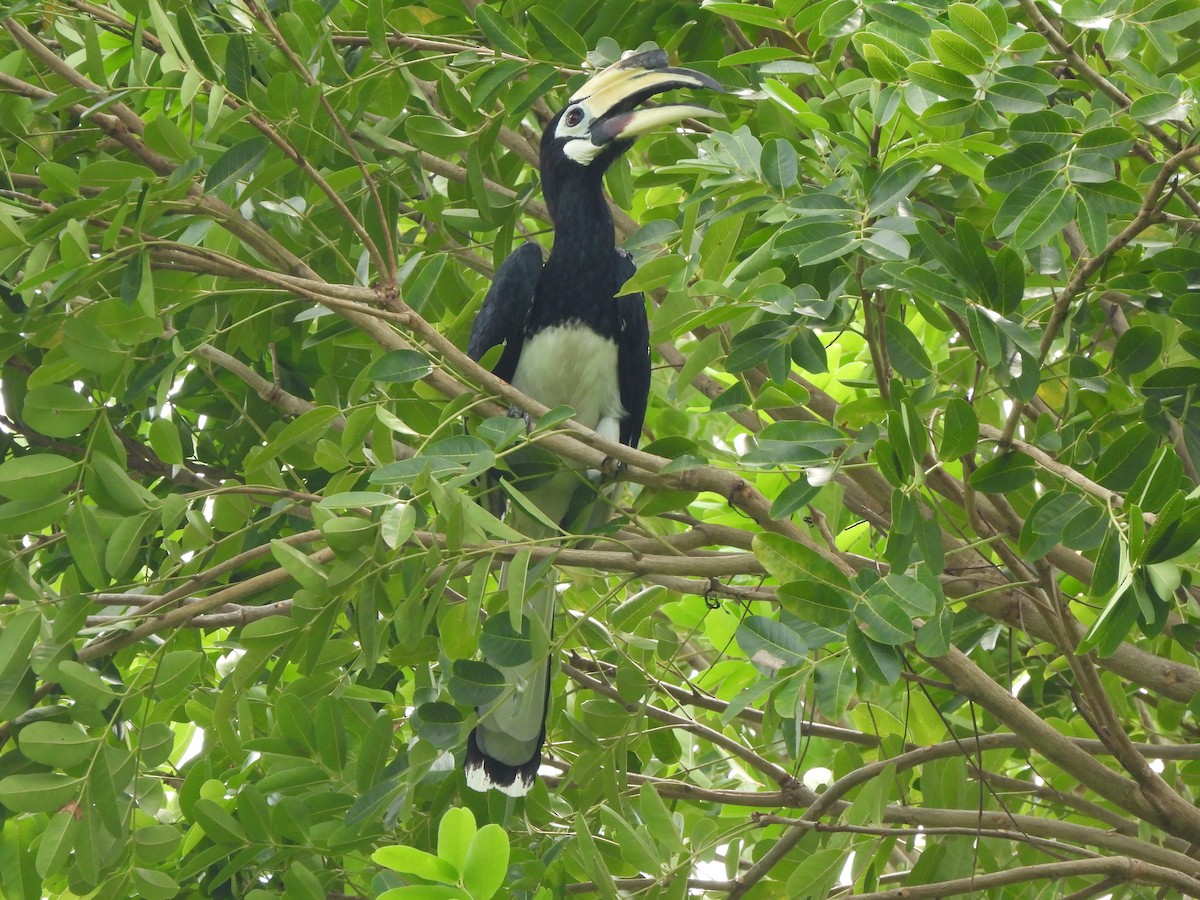 Oriental Pied-Hornbill - ML623907101