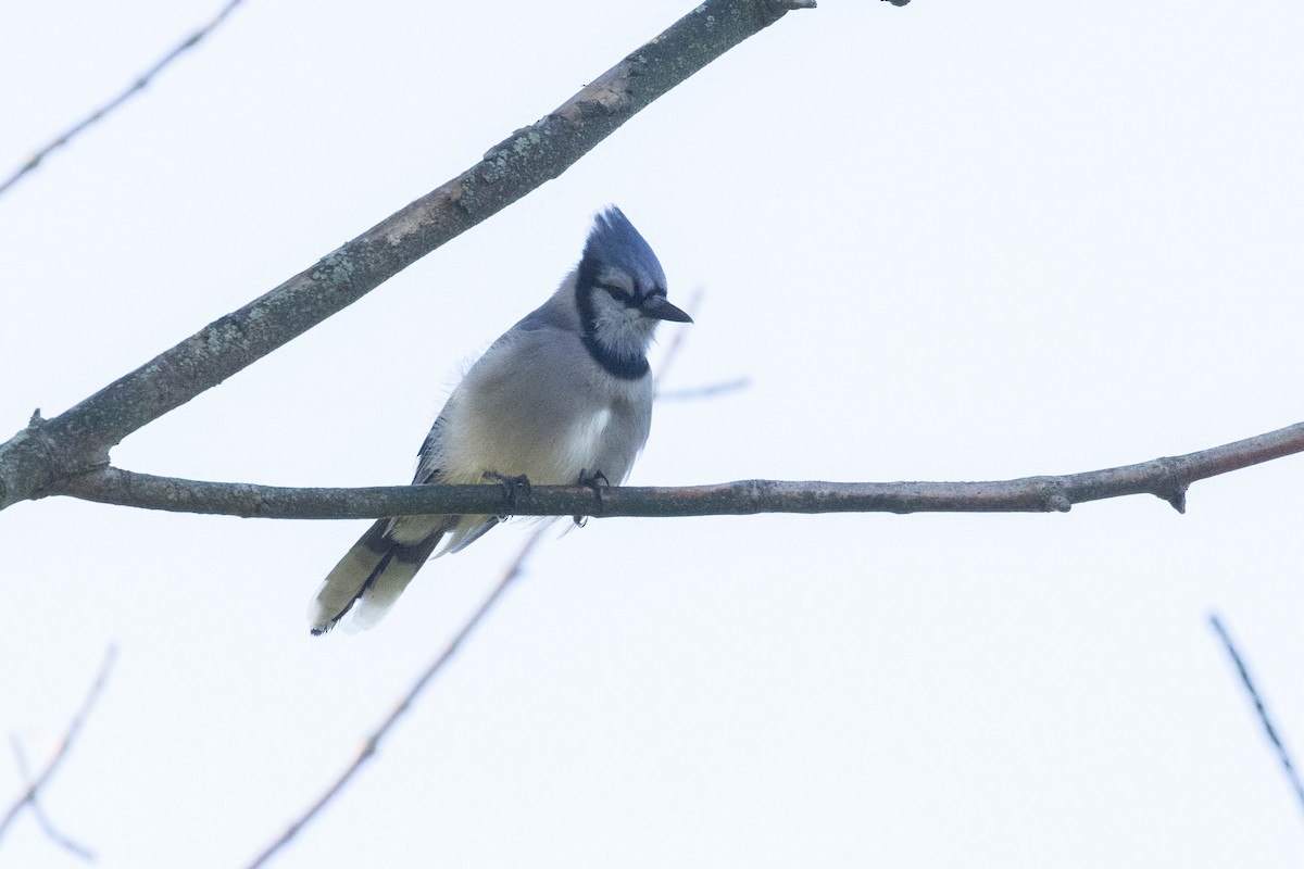 Blue Jay - ML623907102